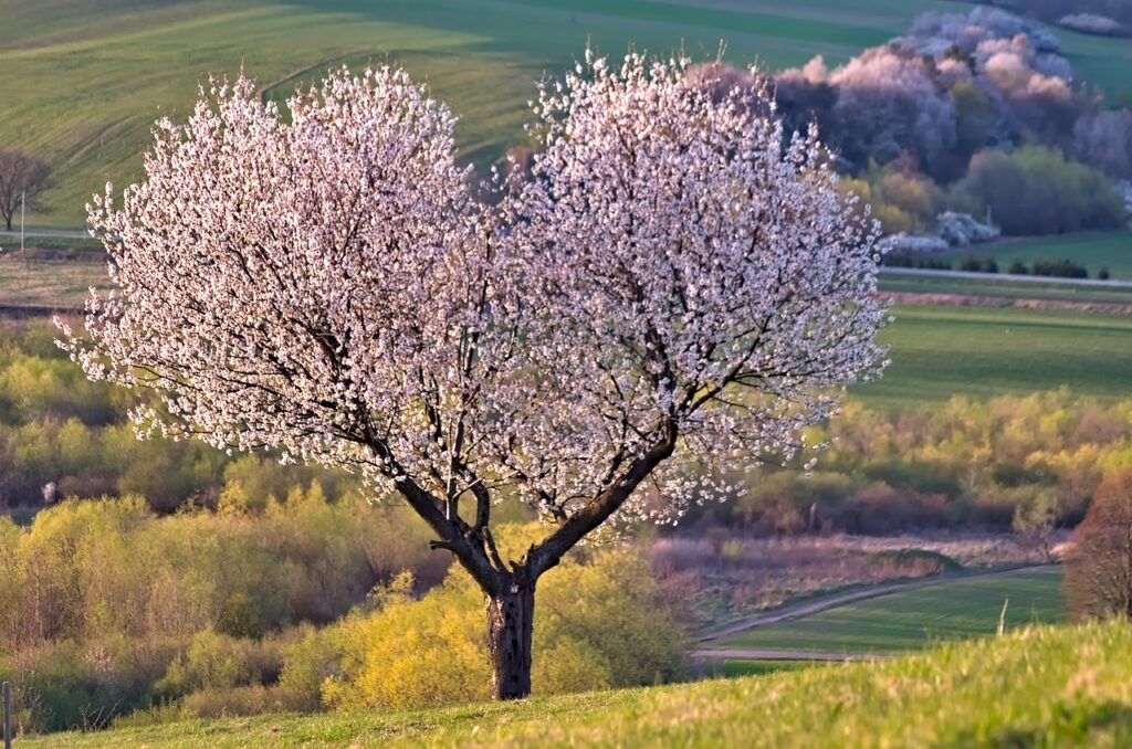 a tree, nature, beautiful flowers-5255288.jpg