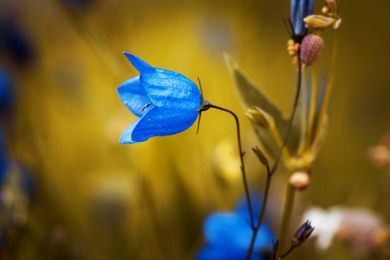 bellflower, blue flower, flower background-1576086.jpg