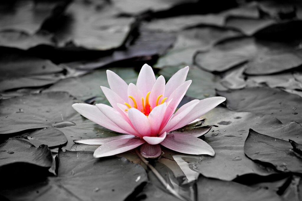 water lily, beautiful flowers, aquatic plant-1510707.jpg