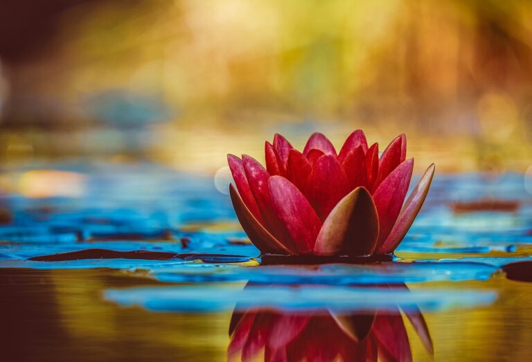 water lily, hd wallpaper, wallpaper hd-3784022.jpg